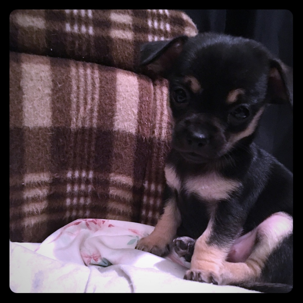 Meet your Posher, Nicky